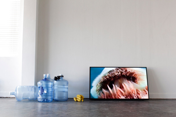 Carolyn Lambert's solo exhibtion Solastalgia at Apothecary Gallery